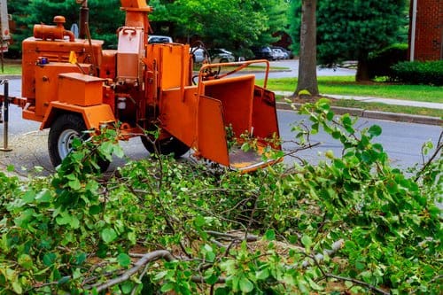 Tree crew working a canopy during scheduled seasonal trimming in Litchfield County, Connecticut