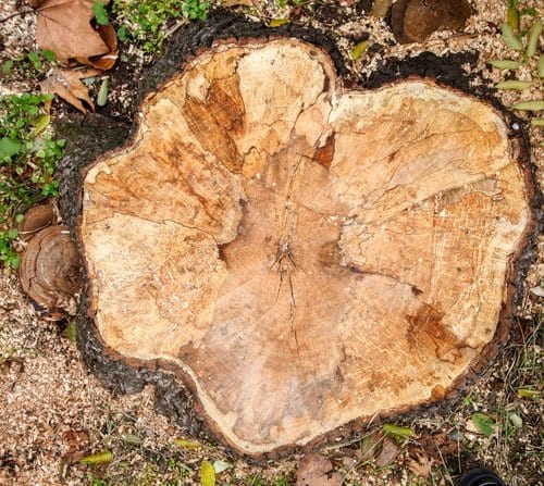 Freshly cut sections of a storm-damaged tree removed from a Connecticut property