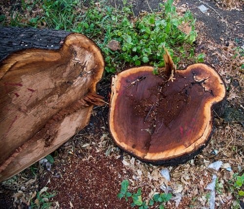 Cross-section of a freshly cut tree stump before grinding on a Connecticut property