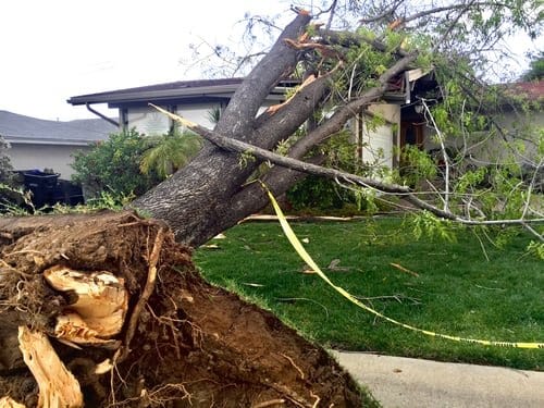 Sectioned tree trunk loaded for removal from a Connecticut residential property