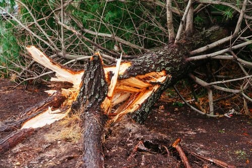 Storm-snapped tree trunk split apart across a yard after high winds in Litchfield County, Connecticut