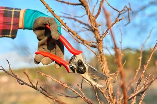 Gloved hand pruning a tree with hand shears — tree care advice for Connecticut homeowners