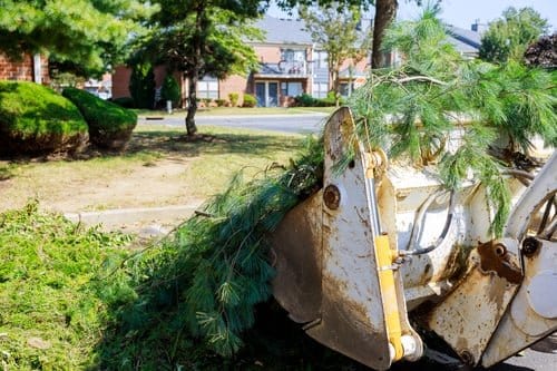 Tree service loader clearing cut pine branches from a residential property in Litchfield County, Connecticut