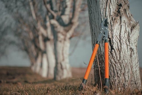 Professional bypass loppers leaning against a mature tree before pruning work in Litchfield County, Connecticut
